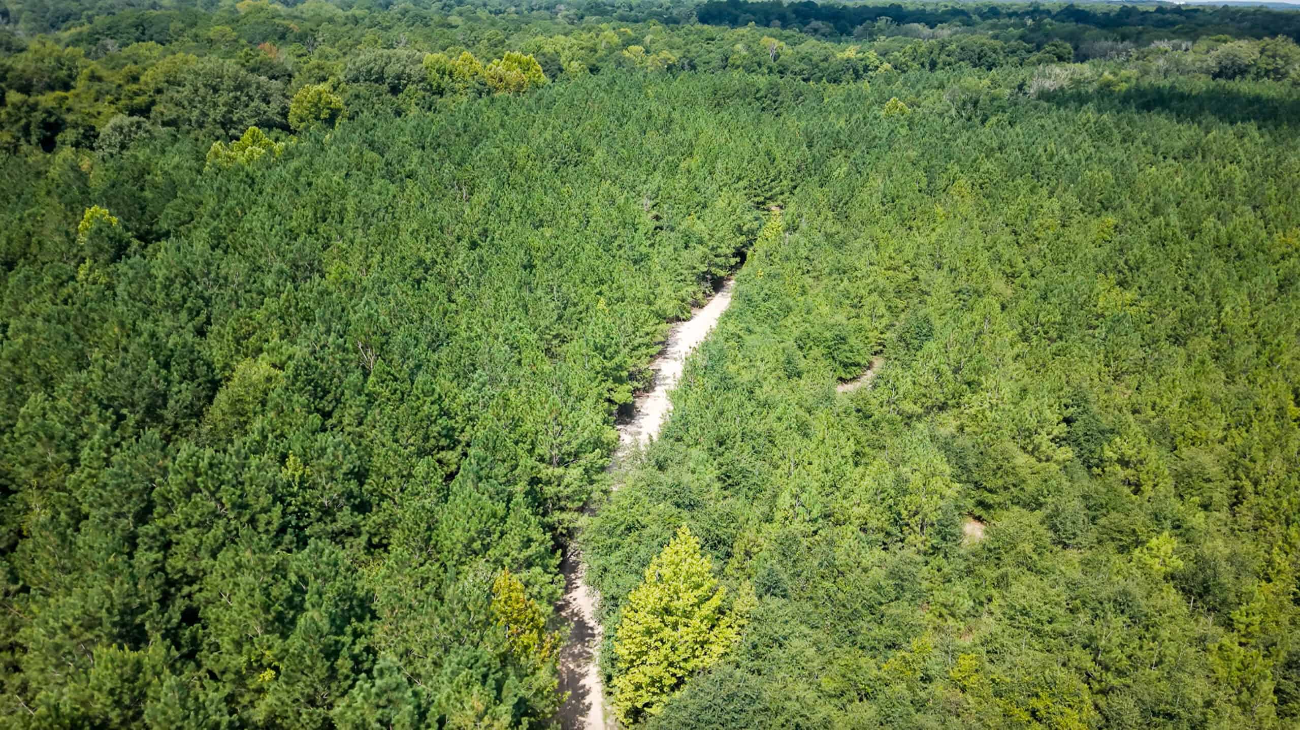 224.56 Acres | Buck Creek 224 | Montezuma, GA